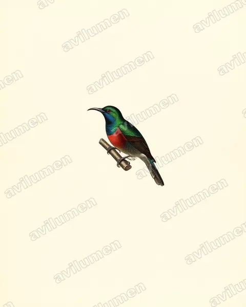 Illustration im Stil Historische Tafel: Shining Sunbird (Cinnyris habessinicus)