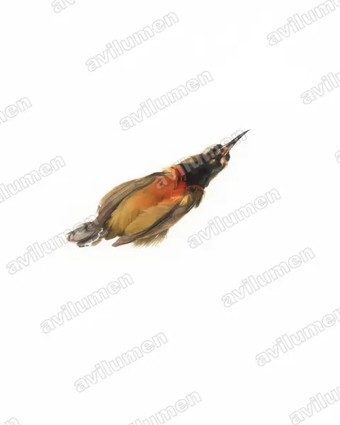 Illustration Aquarelle : Cinnyris humbloti (Souïmanga de Humblot)