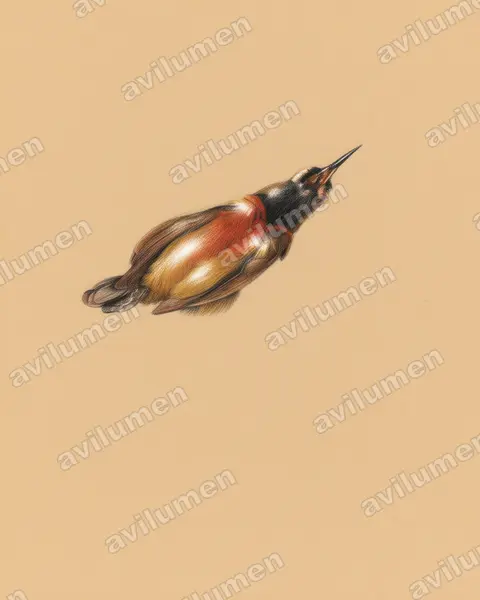 Illustration Crayon de couleur : Cinnyris humbloti (Souïmanga de Humblot)