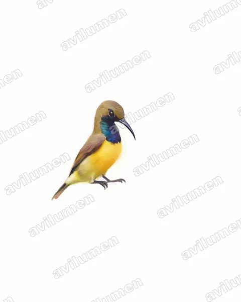 Illustration im Stil Aquarell: Grünrücken-Nektarvogel (Cinnyris jugularis)
