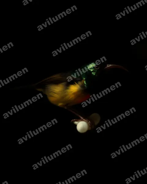 Loveridge's Sunbird（Cinnyris loveridgei）的油画插画