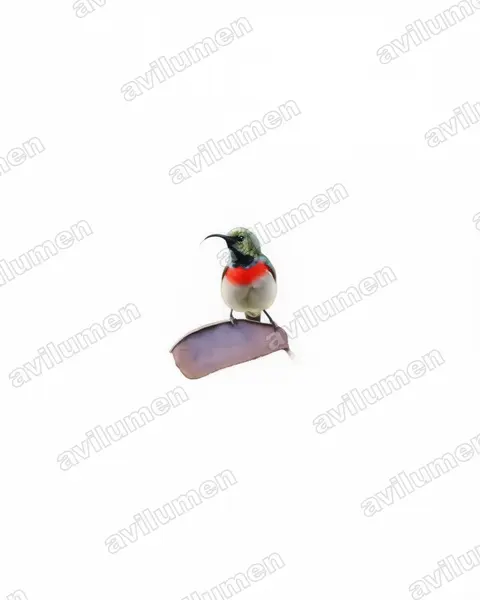 Watercolor illustration: Cinnyris manoensis (Miombo Double-collared Sunbird)