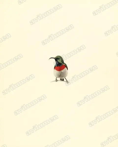 Vintage plate illustration: Cinnyris manoensis (Miombo Double-collared Sunbird)