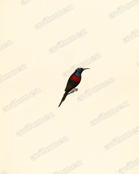 Ilustración en Lámina antigua: Cinnyris nectarinioides (Suimanga ventrinegro)