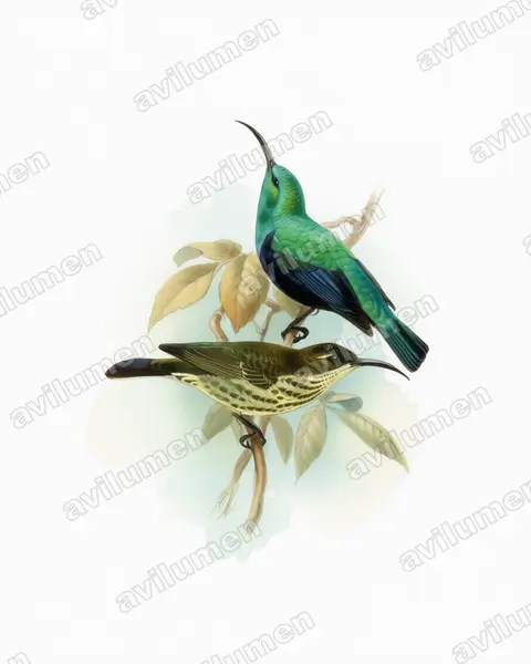 Watercolor illustration: Cinnyris notatus (Malagasy Green Sunbird)