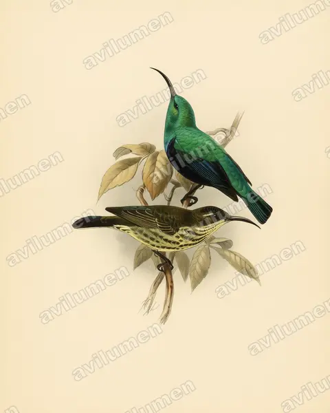 Vintage plate illustration: Cinnyris notatus (Malagasy Green Sunbird)
