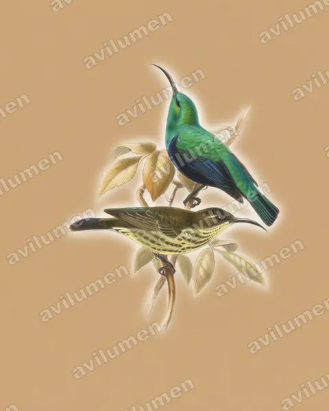 Colored pencil illustration: Cinnyris notatus (Malagasy Green Sunbird)