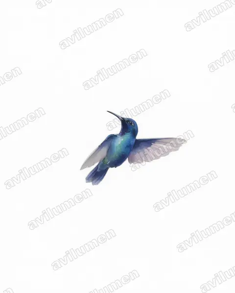 Illustration im Stil Aquarell: Jerichonektarvogel (Cinnyris osea)