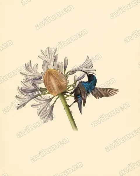 Illustration im Stil Historische Tafel: Jerichonektarvogel (Cinnyris osea)
