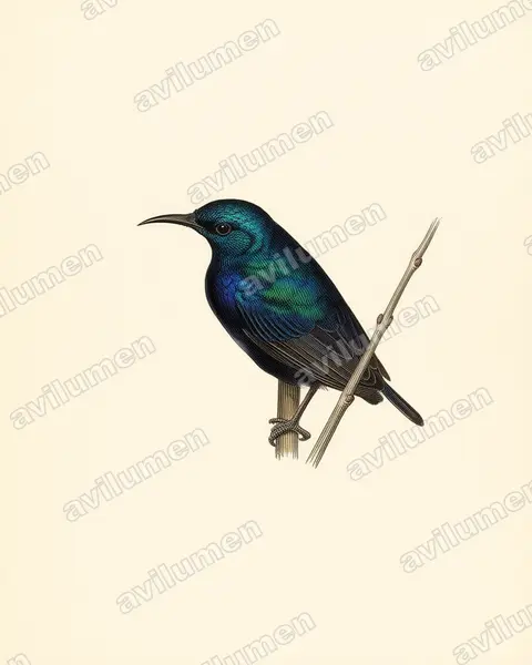 Vintage plate illustration: Cinnyris pembae (Pemba Sunbird)