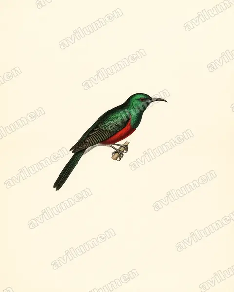 Ilustración en Lámina antigua: Cinnyris pulchellus (Suimanga colilargo)