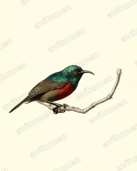 Ilustración en Lámina antigua: Cinnyris reichenowi (Cinnyris preussi)