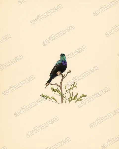 Illustration Planche ancienne : Cinnyris tsavoensis (Tsavo Sunbird)