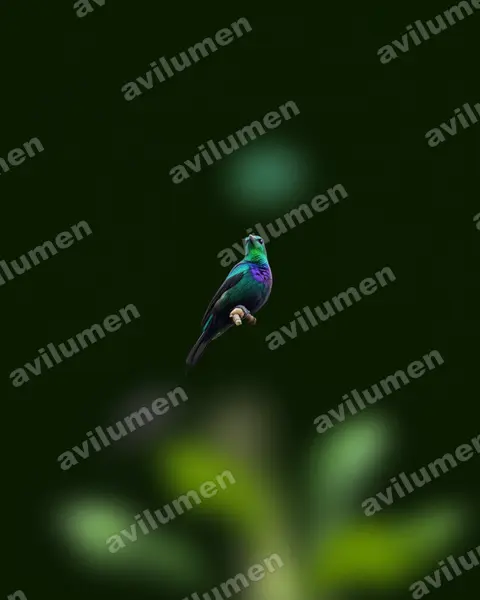 Illustration Réaliste : Cinnyris tsavoensis (Tsavo Sunbird)