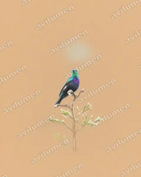 Illustration Crayon de couleur : Cinnyris tsavoensis (Tsavo Sunbird)