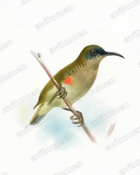 Ursula's Sunbird(Cinnyris ursulae)的水彩插画