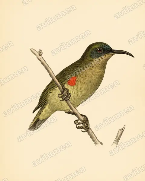 Ursula's Sunbird(Cinnyris ursulae)的古典图版插画