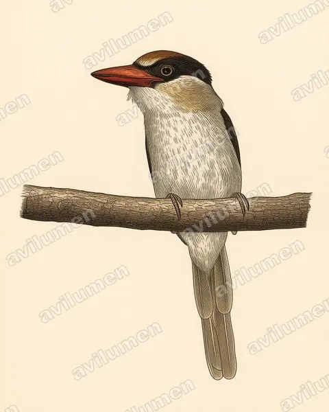 Ilustración en Lámina antigua: Cittura cyanotis (Martín cazador de Célebes)