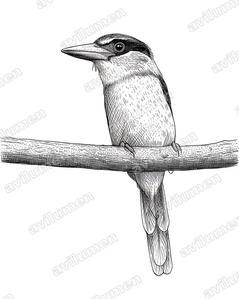 Ilustración en Tinta: Cittura cyanotis (Martín cazador de Célebes)