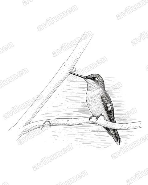 Ink illustration: Clytolaema rubricauda (Brazilian ruby)