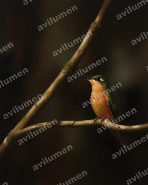 Oil illustration: Clytolaema rubricauda (Brazilian ruby)