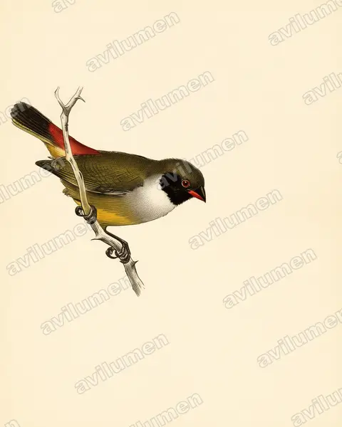 Angola waxbill（Coccopygia bocagei）的古典图版插画