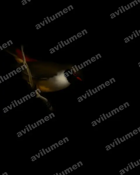 Angola waxbill（Coccopygia bocagei）的油画插画