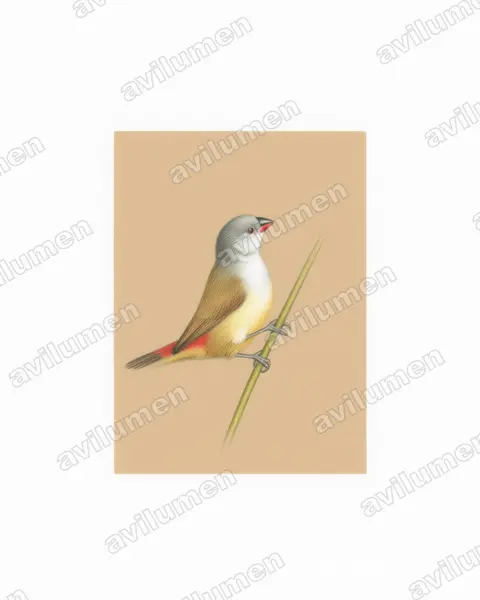黄腹梅花雀（Coccopygia quartinia）的彩色铅笔插画
