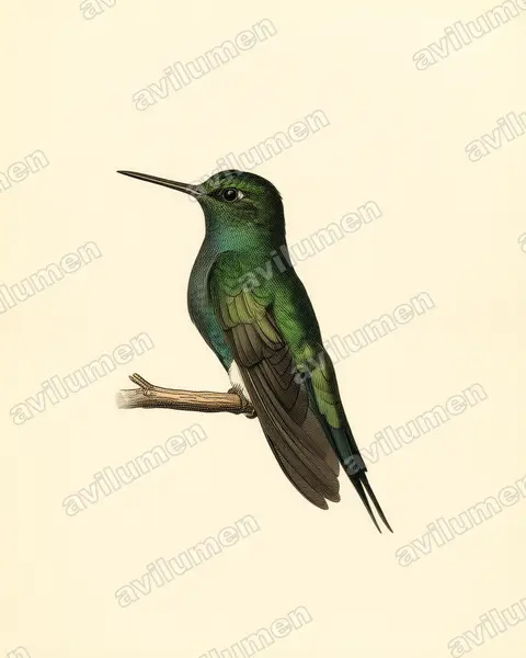 Illustration im Stil Historische Tafel: Goldbauchkolibri (Coeligena bonapartei)
