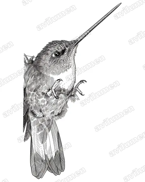 Illustration im Stil Tusche: Méridakolibri (Coeligena conradii)