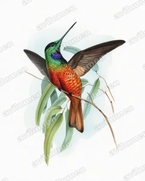 金尾星额蜂鸟（Coeligena eos）的水彩插画