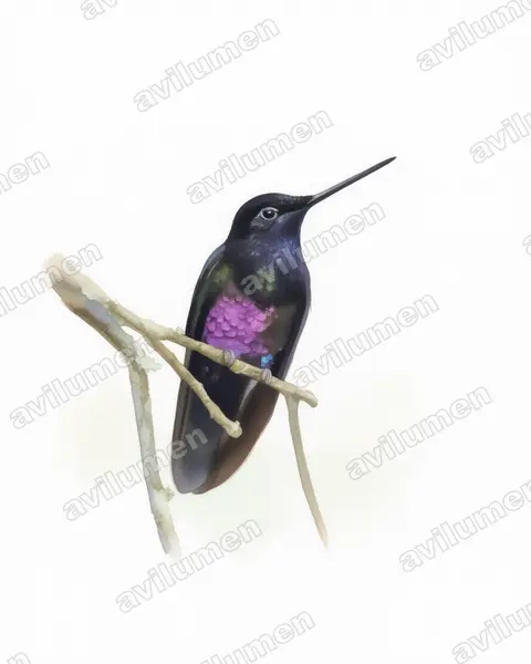Watercolor illustration: Coeligena helianthea (Blue-throated starfrontlet)