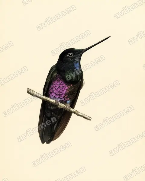 Vintage plate illustration: Coeligena helianthea (Blue-throated starfrontlet)