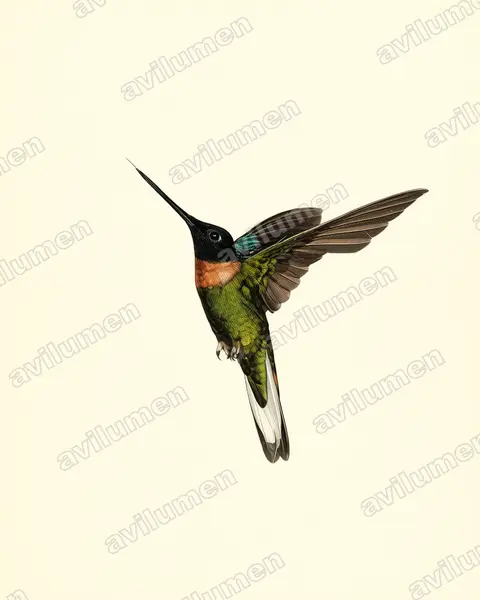 Ilustración en Lámina antigua: Coeligena inca (Inca de Gould​)