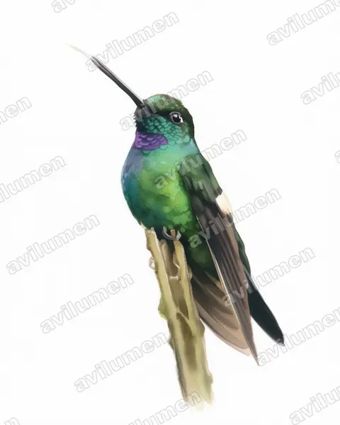 Illustration im Stil Aquarell: Fahlflügelkolibri (Coeligena lutetiae)