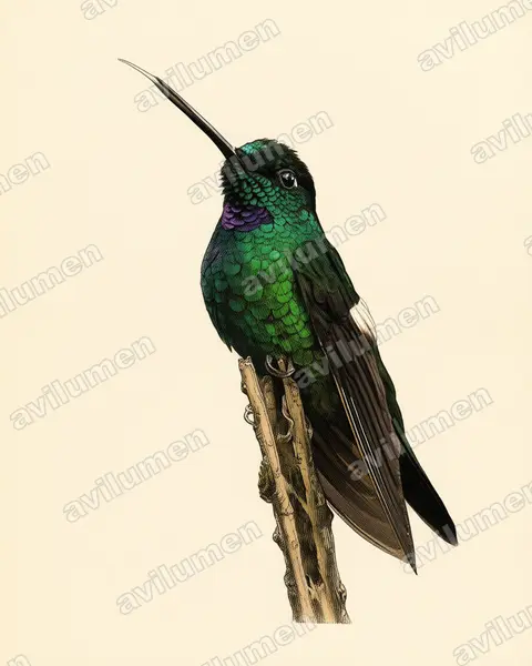 Illustration im Stil Historische Tafel: Fahlflügelkolibri (Coeligena lutetiae)