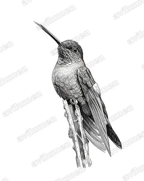 Illustration im Stil Tusche: Fahlflügelkolibri (Coeligena lutetiae)