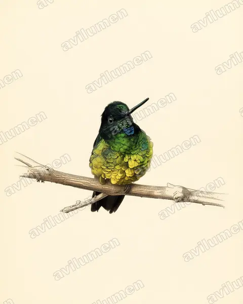 Ilustración en Lámina antigua: Coeligena orina (Inca del sol)