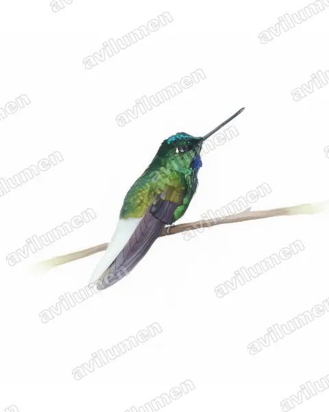 Watercolor illustration: Coeligena phalerata (White-tailed starfrontlet)