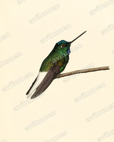 Vintage plate illustration: Coeligena phalerata (White-tailed starfrontlet)