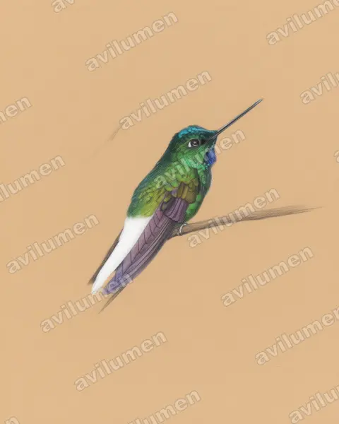 Colored pencil illustration: Coeligena phalerata (White-tailed starfrontlet)