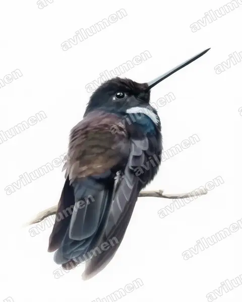 黑星额蜂鸟（Coeligena prunellei）的水彩插画