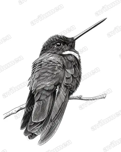 黑星额蜂鸟（Coeligena prunellei）的钢笔墨线插画