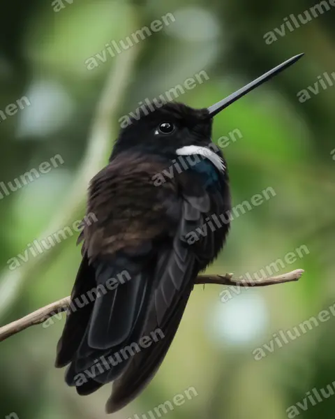 黑星额蜂鸟（Coeligena prunellei）的写实插画