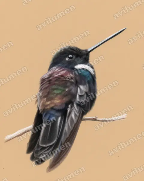 黑星额蜂鸟（Coeligena prunellei）的彩色铅笔插画