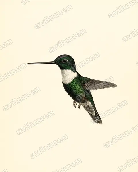 Vintage plate illustration: Coeligena torquata (Collared inca)