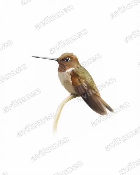 Illustration Aquarelle : Coeligena wilsoni (Inca brun)