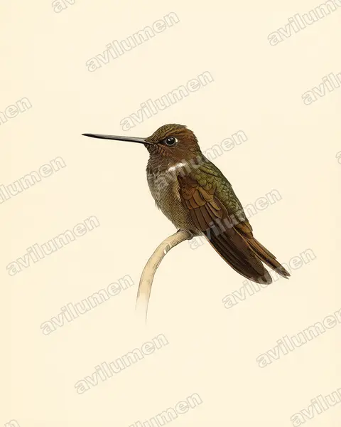 Illustration Planche ancienne : Coeligena wilsoni (Inca brun)