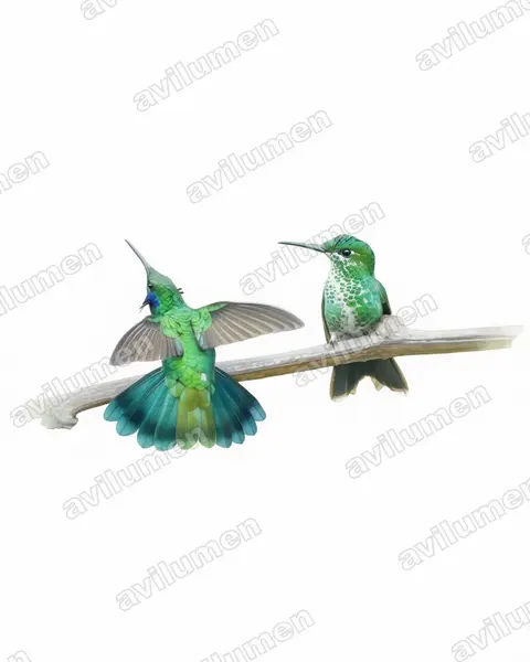 Ilustración en Acuarela: Colibri cyanotus (Colibrí oreja violeta menor)