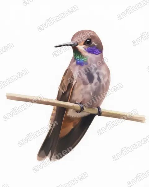 褐紫耳蜂鸟(Colibri delphinae)的水彩插画